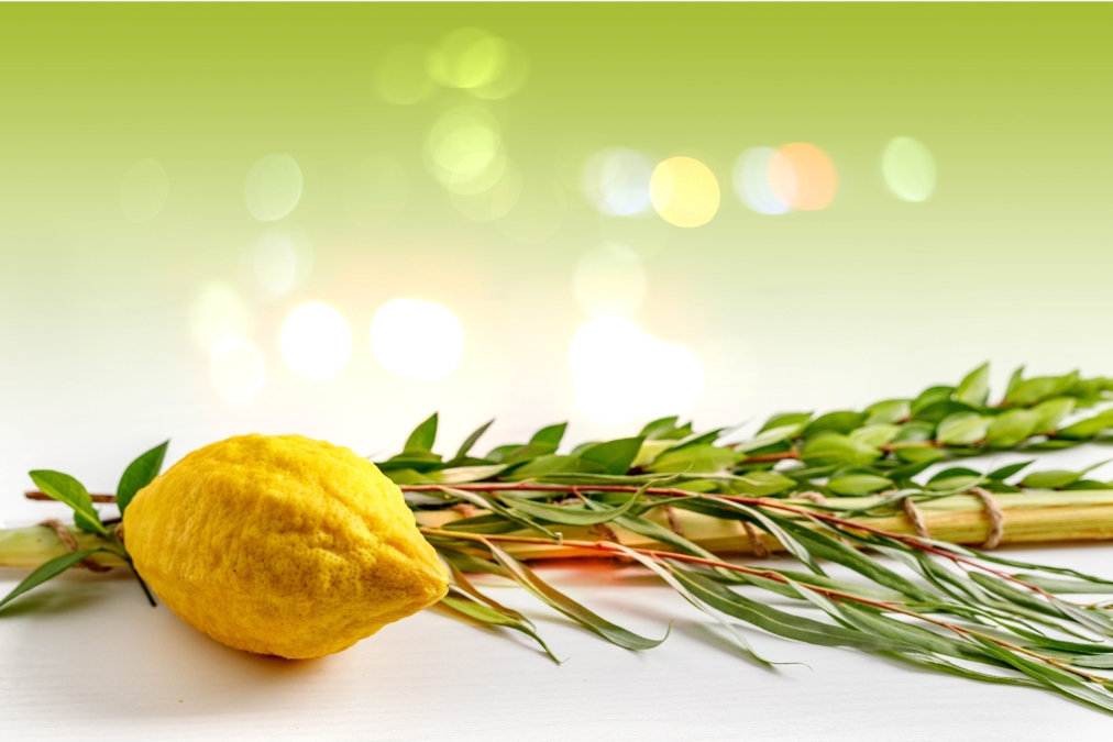 Jewish holiday of Sukkot. Traditional symbols (The four species): Etrog (citron), lulav (palm branch), hadas (myrtle), arava (willow)