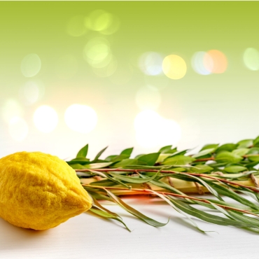 Jewish holiday of Sukkot. Traditional symbols (The four species): Etrog (citron), lulav (palm branch), hadas (myrtle), arava (willow)